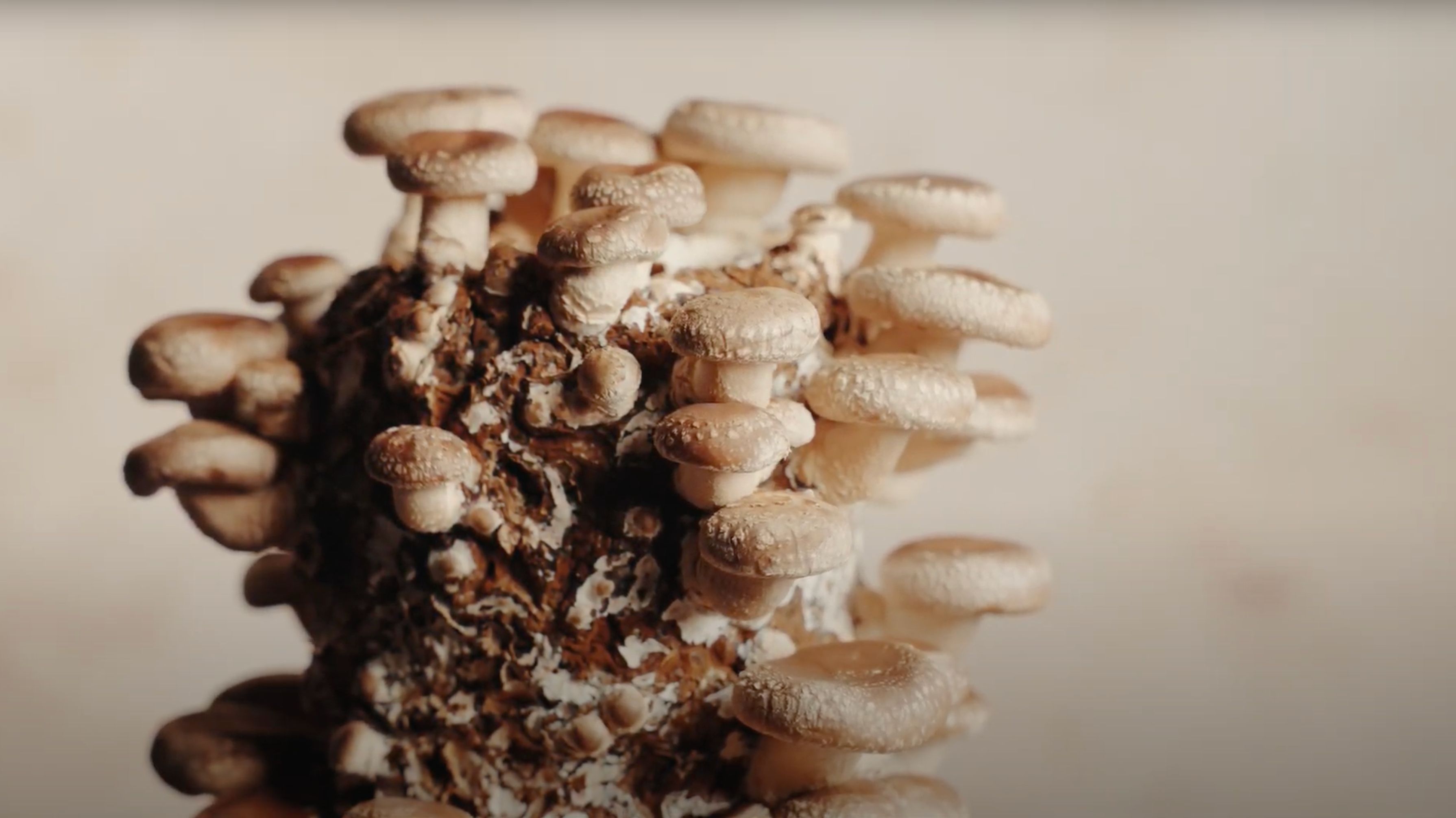 Infinite Roots Welcomes REWE’s Bold Move to Reinvent Protein Strategies ...